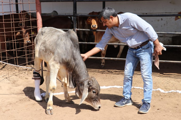 Ganga the cow standing on her new prosthetic limb.